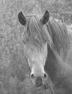 Wild horse: source Wikimedia commons