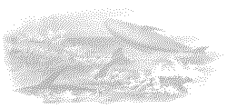 whales