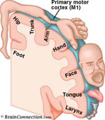 Homuncular Flexibility Diagram